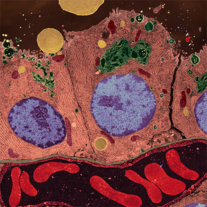 Vitaminas K1 y K2